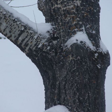 Фото 5. Белоспинный дятел – обитатель лиственных и смешанных лесов