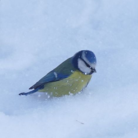 Фото 3. Лазоревка, «купающаяся» в снегу